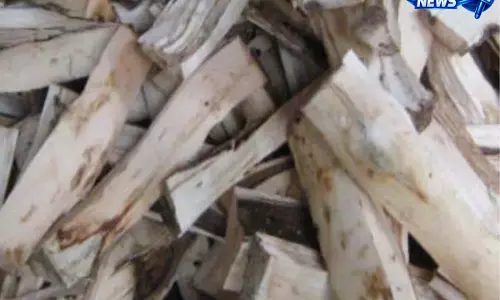 Assam: खाड़ी देशों को अगरवुड का पहला आधिकारिक निर्यात व्यापार बड़ी उपलब्धि Assam: खाड़ी देशों को अगरवुड का पहला आधिकारिक निर्यात व्यापार बड़ी उपलब्धि