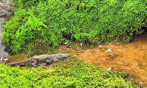 Karnataka : टूरिस्ट मंदिर के पास काली नदी में मगरमच्छ और बच्चों का बसेरा Karnataka : टूरिस्ट मंदिर के पास काली नदी में मगरमच्छ और बच्चों का बसेरा