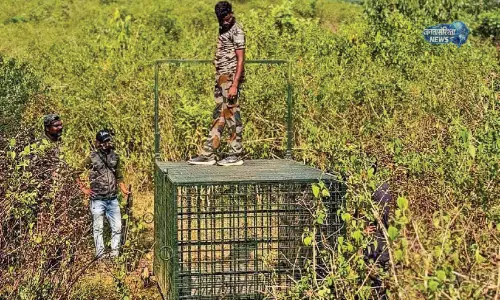 Kerala : पेरियार टाइगर रिज़र्व में छोड़ा गया टाइगर फिर रिहायशी इलाके के पास पहुंचा Kerala : पेरियार टाइगर रिज़र्व में छोड़ा गया टाइगर फिर रिहायशी इलाके के पास पहुंचा