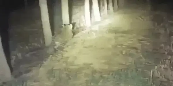 Yamunanagar: तीन तेंदुओं की मौजूदगी से ग्रामीणों में भय Yamunanagar: तीन तेंदुओं की मौजूदगी से ग्रामीणों में भय