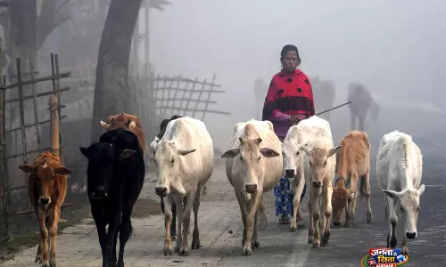 West Bengal सरकार ने गो-हत्या नियमों को लागू करने की घोषणा की West Bengal सरकार ने गो-हत्या नियमों को लागू करने की घोषणा की