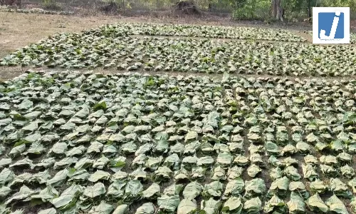सुकमा में तेंदूपत्ता संग्रहण की रिकॉर्ड रफ्तार लक्ष्य का 77 प्रतिशत कार्य पूर्ण सुकमा में तेंदूपत्ता संग्रहण की रिकॉर्ड रफ्तार लक्ष्य का 77 प्रतिशत कार्य पूर्ण