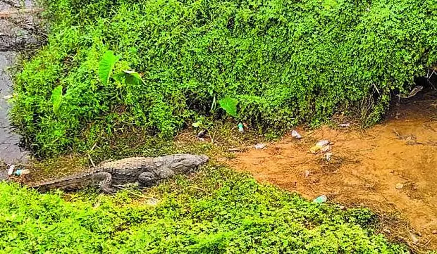 Karnataka : टूरिस्ट मंदिर के पास काली नदी में मगरमच्छ और बच्चों का बसेरा Karnataka : टूरिस्ट मंदिर के पास काली नदी में मगरमच्छ और बच्चों का बसेरा