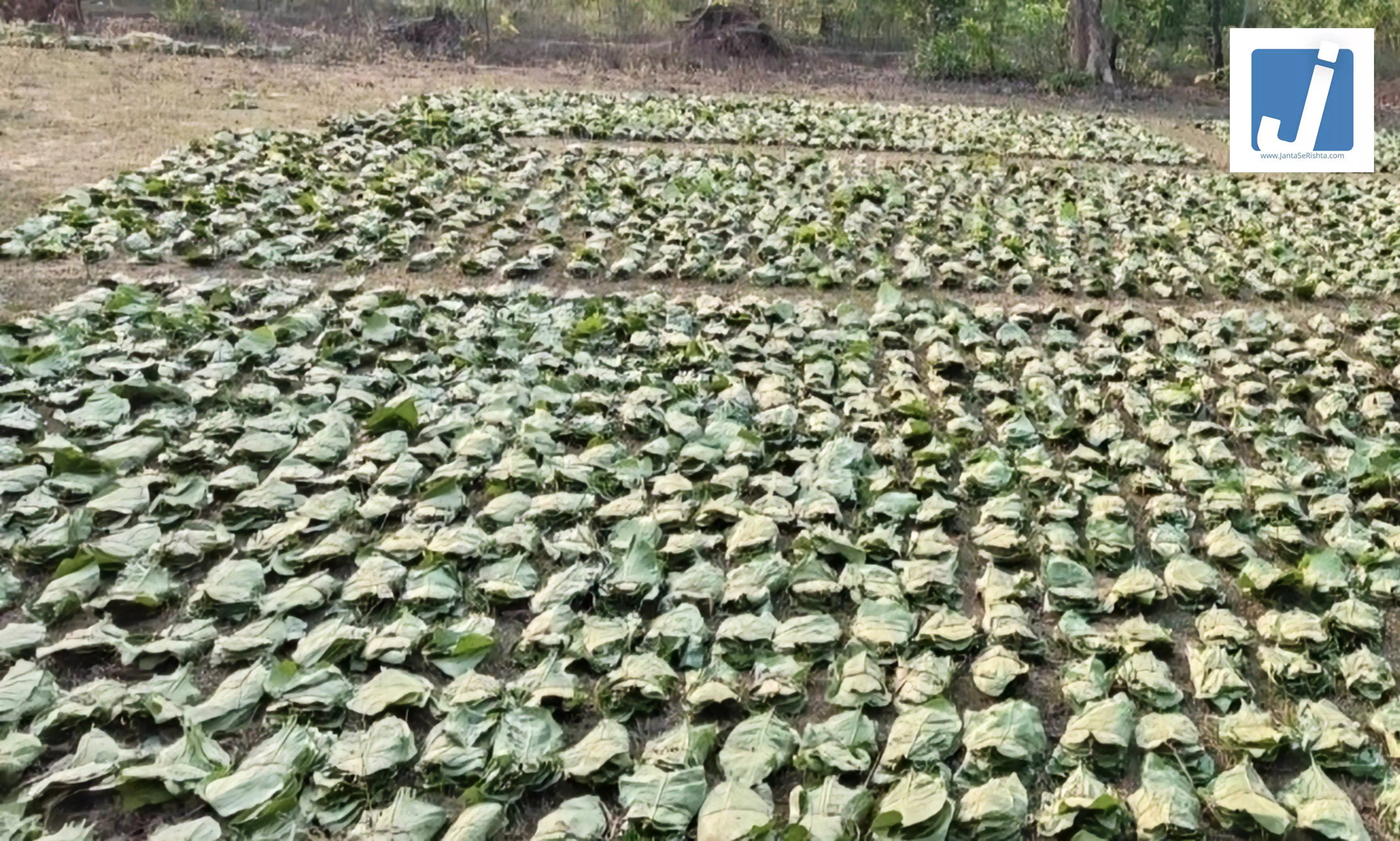 सुकमा में तेंदूपत्ता संग्रहण की रिकॉर्ड रफ्तार लक्ष्य का 77 प्रतिशत कार्य पूर्ण सुकमा में तेंदूपत्ता संग्रहण की रिकॉर्ड रफ्तार लक्ष्य का 77 प्रतिशत कार्य पूर्ण
