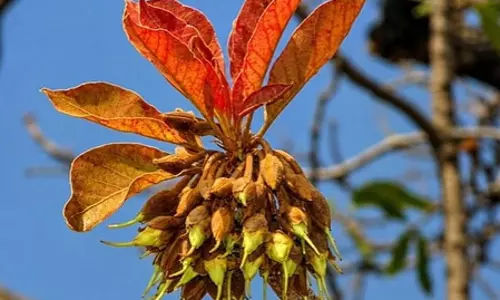 औषधीय गुणों से भरपूर प्रकृति का तोहफा महुआ, फूल-फल से लेकर बीज तक फायदेमंद औषधीय गुणों से भरपूर प्रकृति का तोहफा महुआ, फूल-फल से लेकर बीज तक फायदेमंद