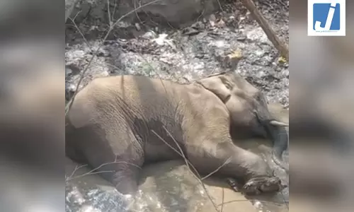 नक्सलियों के IED विस्फोट में घायल एक और हाथी ने तोड़ा दम नक्सलियों के IED विस्फोट में घायल एक और हाथी ने तोड़ा दम