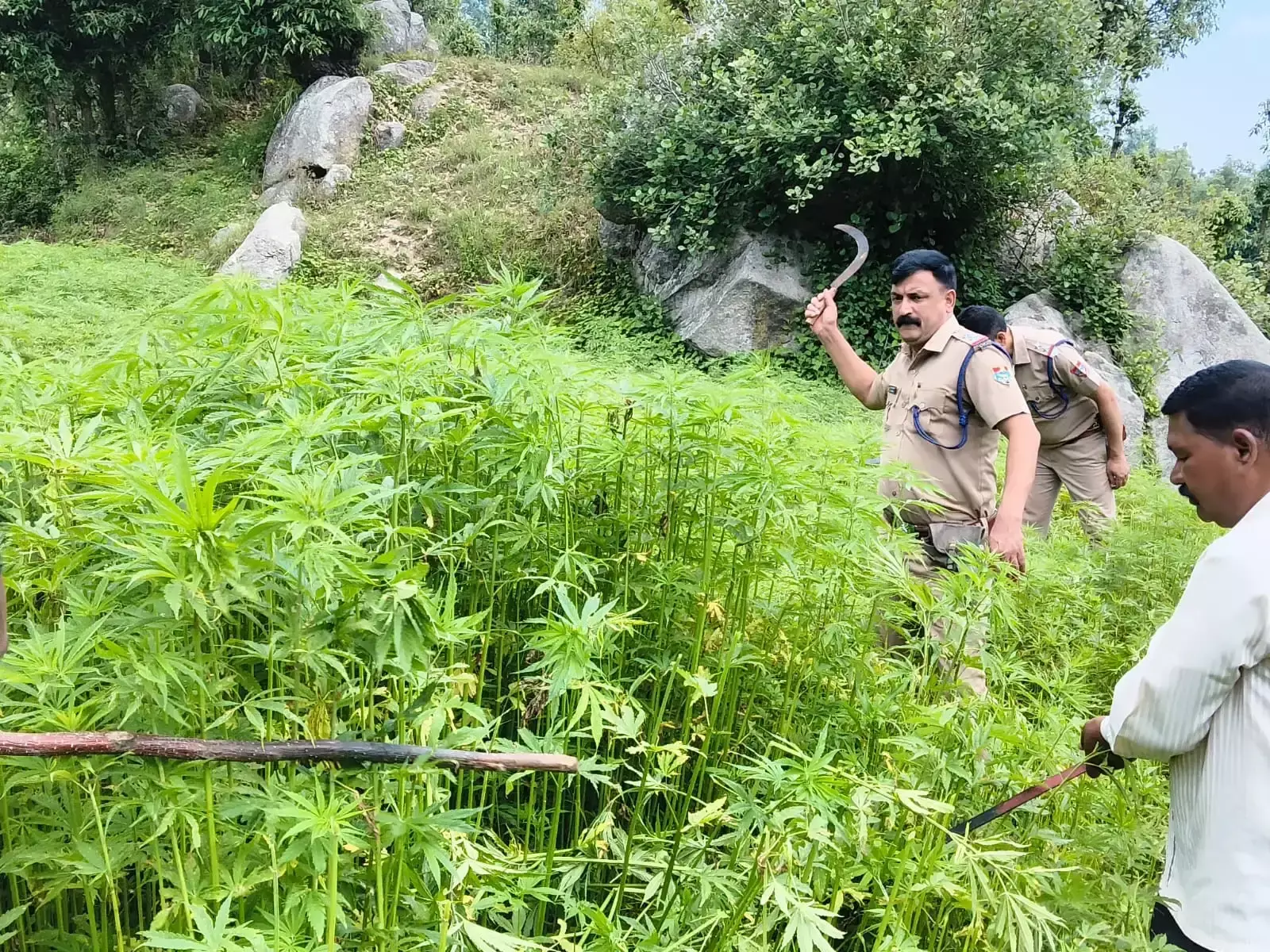 Champawat: चम्पावत में ऑपरेशन प्रहार के तहत बड़ी मात्रा में भांग की खेती नष्ट Champawat: चम्पावत में ऑपरेशन प्रहार के तहत बड़ी मात्रा में भांग की खेती नष्ट
