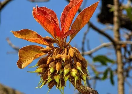 औषधीय गुणों से भरपूर प्रकृति का तोहफा महुआ, फूल-फल से लेकर बीज तक फायदेमंद औषधीय गुणों से भरपूर प्रकृति का तोहफा महुआ, फूल-फल से लेकर बीज तक फायदेमंद