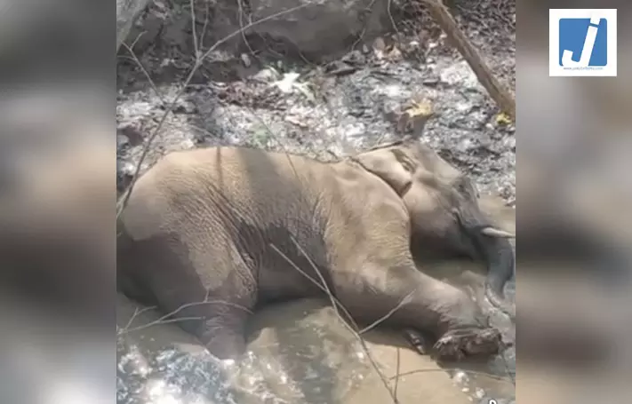 नक्सलियों के IED विस्फोट में घायल एक और हाथी ने तोड़ा दम नक्सलियों के IED विस्फोट में घायल एक और हाथी ने तोड़ा दम