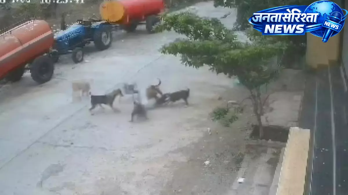 Beed में आवारा कुत्तों का आतंक, 4 वर्षीय बच्चे पर झुंड ने किया हमला Beed में आवारा कुत्तों का आतंक, 4 वर्षीय बच्चे पर झुंड ने किया हमला