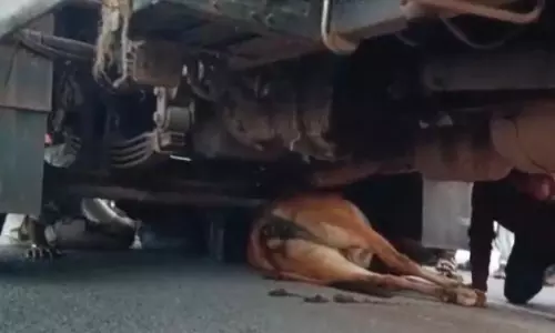 शराब परिवहन में लगी गाड़ी ने गाय को कुचला, मौत