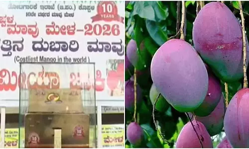 Koppal में मियाज़ाकी आम 3000 रुपये किलो तक उपलब्ध Koppal में मियाज़ाकी आम 3000 रुपये किलो तक उपलब्ध