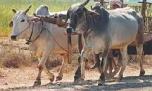बैलगाड़ी के इस्तेमाल पर कलेक्टर ने लगाई रोक बैलगाड़ी के इस्तेमाल पर कलेक्टर ने लगाई रोक