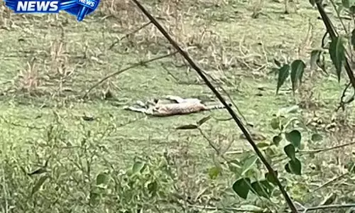 कूनो से निकला चीता करौली के मासलपुर जंगल में पहुंचा, वन विभाग अलर्ट पर कूनो से निकला चीता करौली के मासलपुर जंगल में पहुंचा, वन विभाग अलर्ट पर