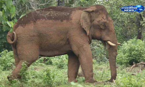 Kerala : अरलम फार्म में ‘खतरनाक’ हाथियों के बढ़ते हमलों से दहशत Kerala : अरलम फार्म में ‘खतरनाक’ हाथियों के बढ़ते हमलों से दहशत