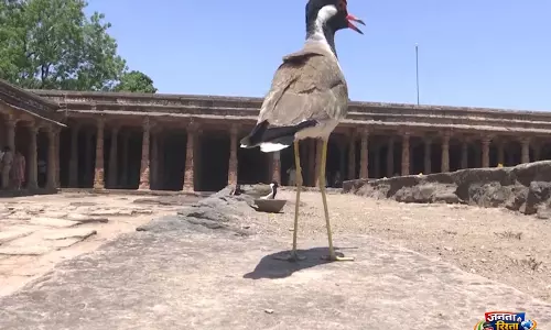 Bhojshala परिसर में दुर्लभ रेड-वॉटल्ड लैपविंग के अंडों से चूजे निकलते देख प्राकृतिक दृश्य Bhojshala परिसर में दुर्लभ रेड-वॉटल्ड लैपविंग के अंडों से चूजे निकलते देख प्राकृतिक दृश्य