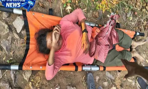 सिंघनपुर गुफा में वैज्ञानिकों पर मधुमक्खियों का हमला, 4 की हालत गंभीर