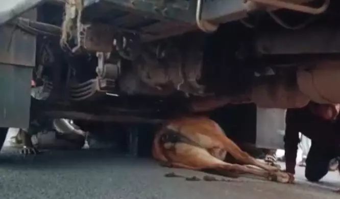 शराब परिवहन में लगी गाड़ी ने गाय को कुचला, मौत शराब परिवहन में लगी गाड़ी ने गाय को कुचला, मौत