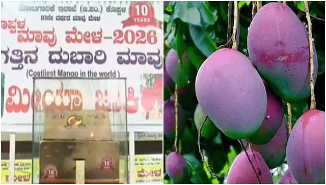 Koppal में मियाज़ाकी आम 3000 रुपये किलो तक उपलब्ध Koppal में मियाज़ाकी आम 3000 रुपये किलो तक उपलब्ध