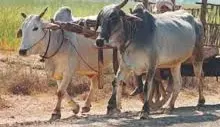 बैलगाड़ी के इस्तेमाल पर कलेक्टर ने लगाई रोक बैलगाड़ी के इस्तेमाल पर कलेक्टर ने लगाई रोक