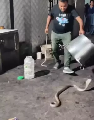 गर्ल्स हॉस्टल में कोबरा सांप घुसने से मचा हड़कंप, Video गर्ल्स हॉस्टल में कोबरा सांप घुसने से मचा हड़कंप, Video