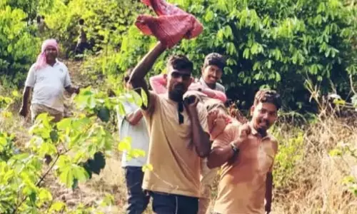 साइंटिस्ट-रिसर्चर और वनकर्मी घायल, गुफा में शोध के दौरान मधुमक्खियों का हमला