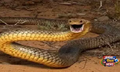 Khordha: सांप के काटने से युवक की हालत गंभीर Khordha: सांप के काटने से युवक की हालत गंभीर