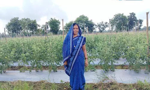 ग्राफ्टेड टमाटर की खेती से मीना की आय में हुई सात गुणा वृद्धि