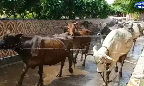 UP : भीषण गर्मी में गायों पर लू और डिहाइड्रेशन का खतरा