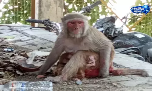 UP : भीषण गर्मी में राहत की तलाश, रामभट्ट तालाब में नहाते दिखे बंदरों के झुंड