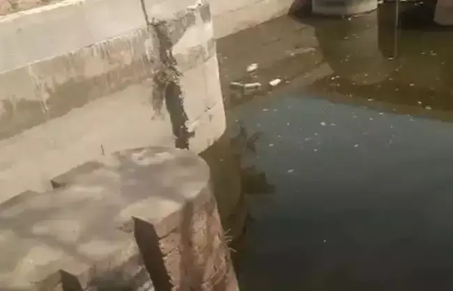 Narnail: नहर में फेंकी गईं सैकड़ों मृत मुर्गियां, प्रशासन सतर्क Narnail: नहर में फेंकी गईं सैकड़ों मृत मुर्गियां, प्रशासन सतर्क