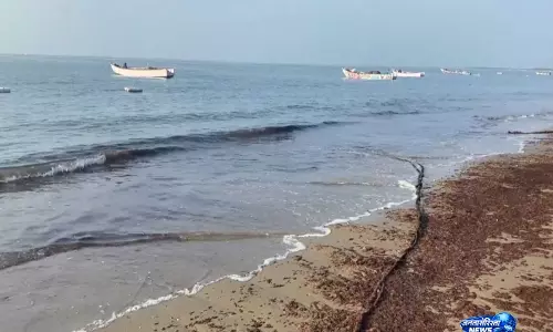 TN: थूथुकुडी के तट पर बहकर आई समुद्री घास; मछुआरों ने इसे जलवायु परिवर्तन से जोड़ा TN: थूथुकुडी के तट पर बहकर आई समुद्री घास; मछुआरों ने इसे जलवायु परिवर्तन से जोड़ा