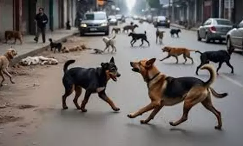 Faridabad: आवारा कुत्तों के हमले से 5 वर्षीय बच्ची घायल Faridabad: आवारा कुत्तों के हमले से 5 वर्षीय बच्ची घायल