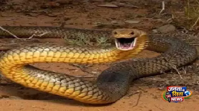 Khordha: सांप के काटने से युवक की हालत गंभीर Khordha: सांप के काटने से युवक की हालत गंभीर