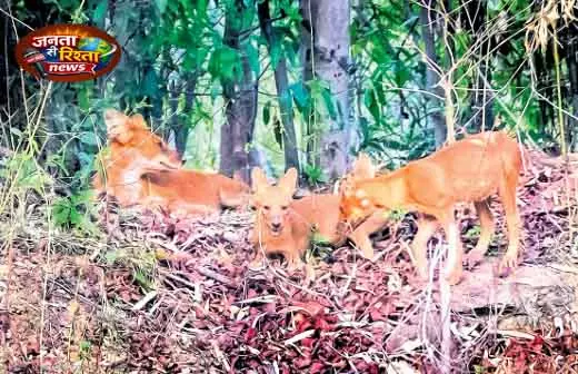 Debrigarh में ढोलों को बचाने की पहल Debrigarh में ढोलों को बचाने की पहल