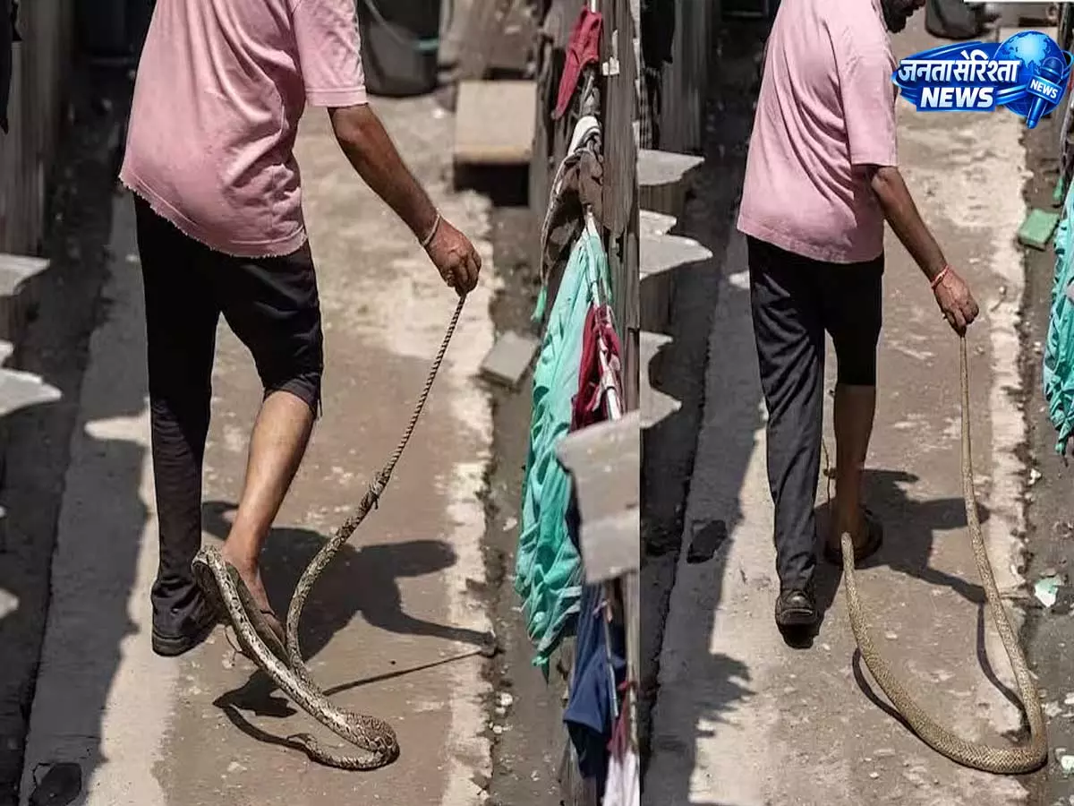 Surat: सांप पकड़ते समय युवक को काटा, वीडियो ने सुरक्षा पर बहस छेड़ दी Surat: सांप पकड़ते समय युवक को काटा, वीडियो ने सुरक्षा पर बहस छेड़ दी