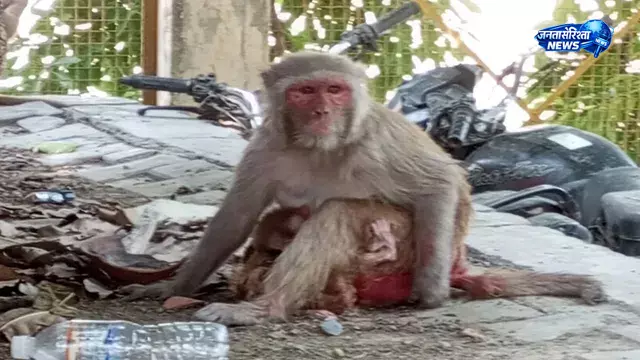 UP : भीषण गर्मी में राहत की तलाश, रामभट्ट तालाब में नहाते दिखे बंदरों के झुंड UP : भीषण गर्मी में राहत की तलाश, रामभट्ट तालाब में नहाते दिखे बंदरों के झुंड