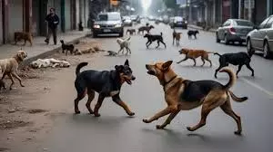 Faridabad: आवारा कुत्तों के हमले से 5 वर्षीय बच्ची घायल Faridabad: आवारा कुत्तों के हमले से 5 वर्षीय बच्ची घायल
