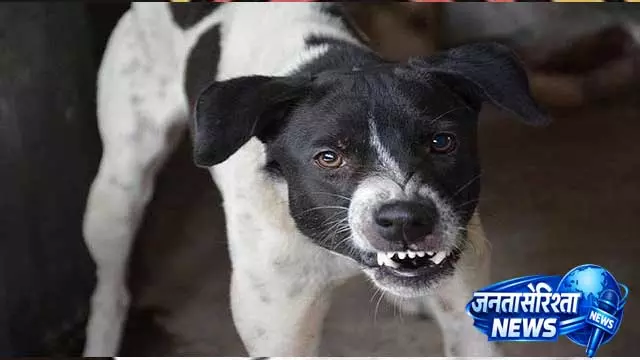 Maharashtra के बीड में 4 साल के बच्चे पर आवारा कुत्ते का हमला कैमरे में कैद Maharashtra के बीड में 4 साल के बच्चे पर आवारा कुत्ते का हमला कैमरे में कैद