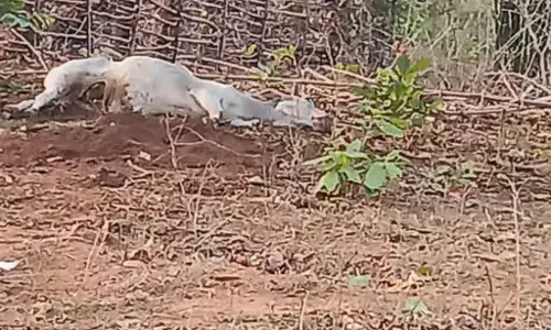 मवेशी पर आकाशीय बिजली गिरी, मौत मवेशी पर आकाशीय बिजली गिरी, मौत