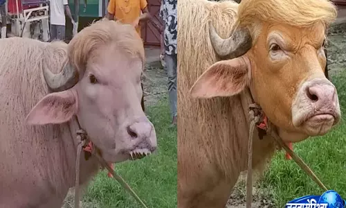 ईद से पहले बांग्लादेश में डोनाल्ड ट्रंप और नेतन्याहू नामक भैंसा वायरल, इंटरनेट पर मीमफेस्ट ईद से पहले बांग्लादेश में डोनाल्ड ट्रंप और नेतन्याहू नामक भैंसा वायरल, इंटरनेट पर मीमफेस्ट