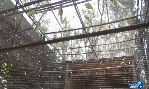 बढ़ते तापमान के बीच Dehradun Zoo ने जानवरों के लिए लू से बचाव के उपाय तेज़ किए