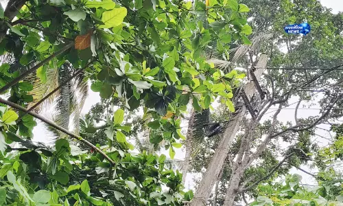 Kerala : बादाम के पेड़ से छूते बिजली तार से करंट लगने से तीन लोगों की मौत Kerala : बादाम के पेड़ से छूते बिजली तार से करंट लगने से तीन लोगों की मौत