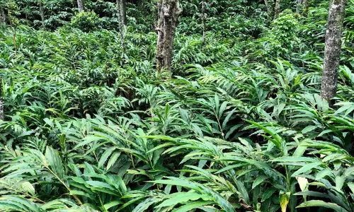 Kerala : इलायची किसानों को ठगने वाले पेस्टिसाइड गिरोह सक्रिय, 100+ नकली एजेंसियों का आरोप