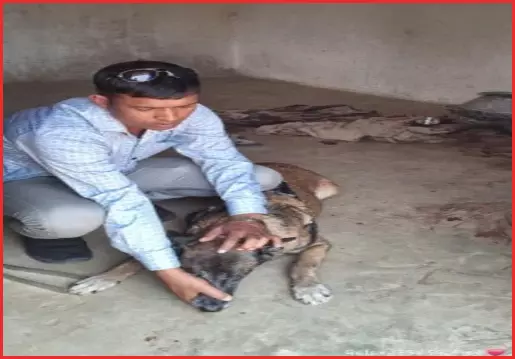 हत्या कर दुकान पहुंचा आरोपी, स्निफर डॉग की मदद से मर्डर का खुलासा हत्या कर दुकान पहुंचा आरोपी, स्निफर डॉग की मदद से मर्डर का खुलासा
