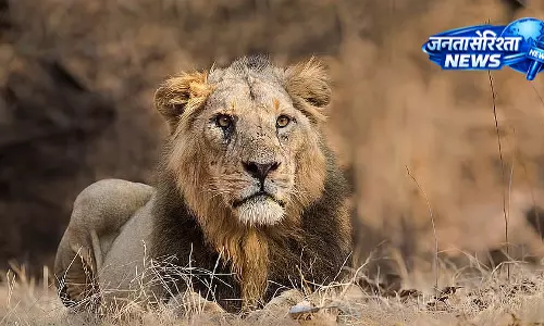 रानी बाग चिड़ियाघर में लौटेगी शेरों की दहाड़, Gujarat के सक्करबाग से एशियाई शेर लाने की तैयारी