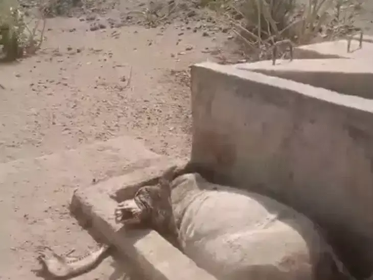 Barmer: गर्मी और पानी की कमी से बाड़मेर में हालात बिगड़े Barmer: गर्मी और पानी की कमी से बाड़मेर में हालात बिगड़े