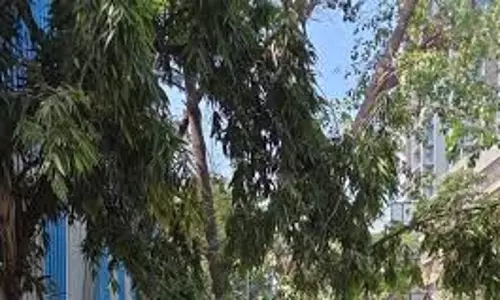 Mumbai: डेढ़ साल में ठाणे में 560 पेड़ गिरने के मामले सामने आए Mumbai: डेढ़ साल में ठाणे में 560 पेड़ गिरने के मामले सामने आए