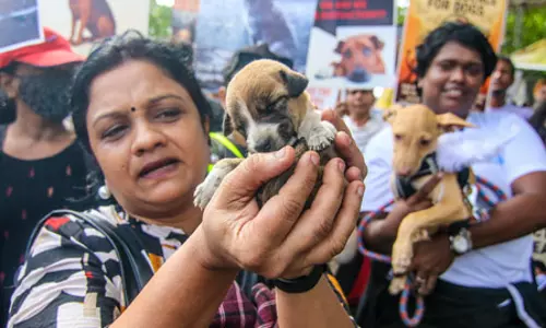 सुप्रीम कोर्ट से डॉग लवर्स को बड़ा झटका, पूर्व आदेश में बदलाव की मांग वाली याचिका खारिज