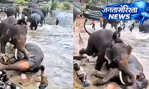 दुबारे हाथी कैंप हादसा: टूरिस्ट की मौत के बाद घायल हाथी ‘मार्तंडा’ ने भी दम तोड़ा दुबारे हाथी कैंप हादसा: टूरिस्ट की मौत के बाद घायल हाथी ‘मार्तंडा’ ने भी दम तोड़ा